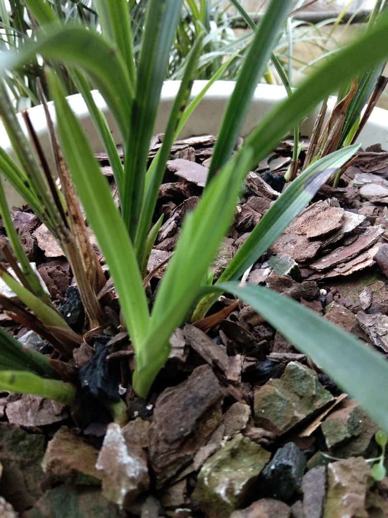 春兰素种,春兰素心哪个最值得养