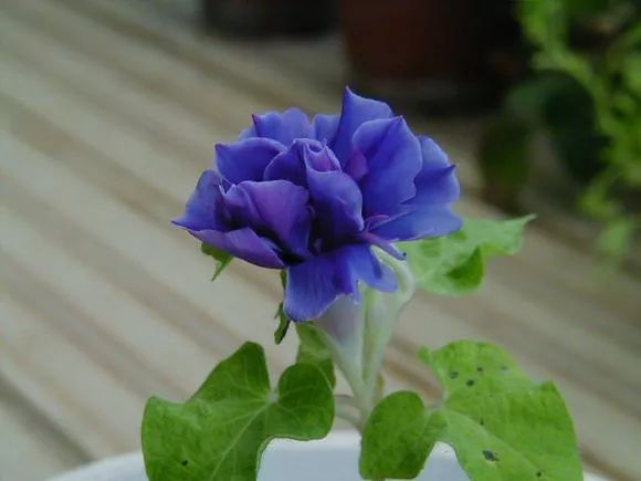 牵牛花到处都可以肆无忌惮的生长,不常见的品种,美出天际!