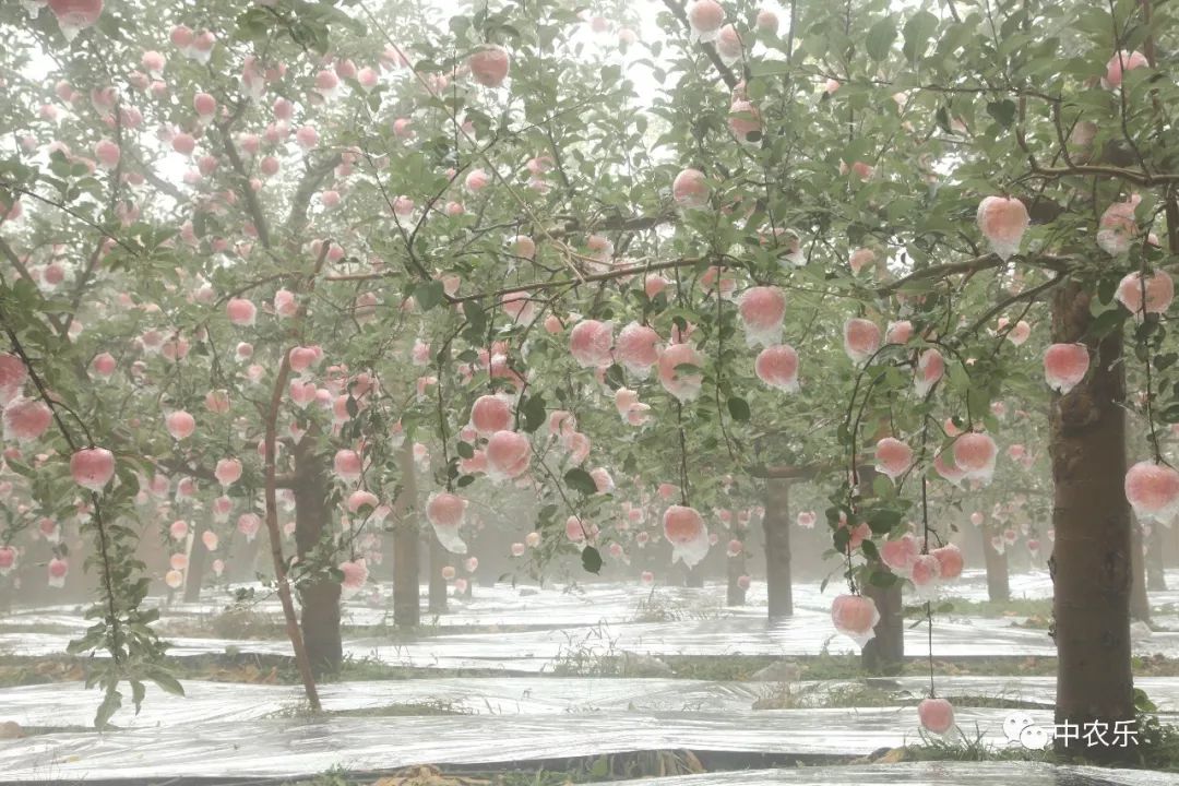 翼城工作站，树好、形好、果更好