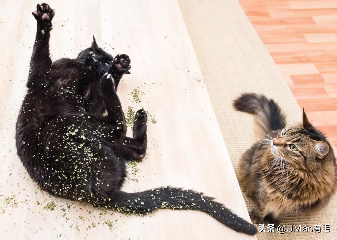 我们败了两款新型“猫*品毒**”孝敬主子，你猜哪种比较受猫欢迎？