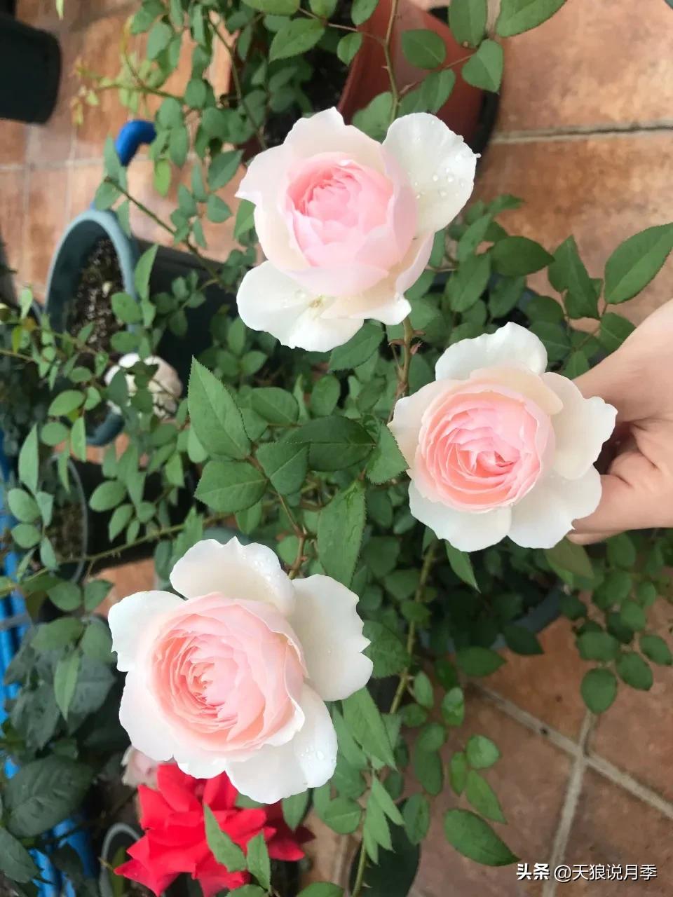 月季春季第一波花要不要剪,月季春季第一波花开后嫁接