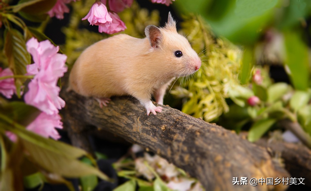 「鼠年说鼠」来看千奇百怪的鼠类，全认识算我输