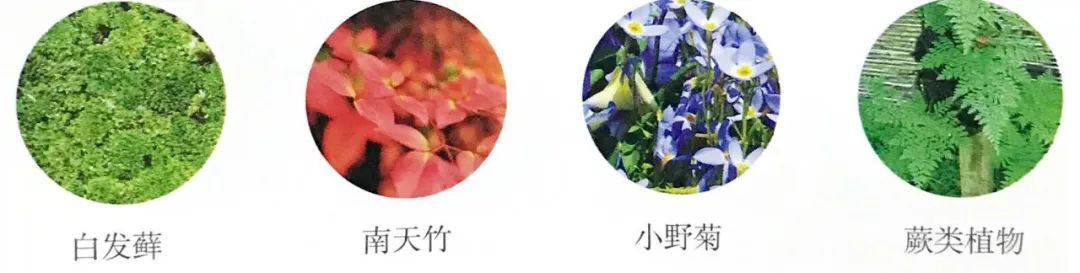 枯木也能逢春，仅需要一点点苔藓，将其制作成为独特的苔藓盆景！