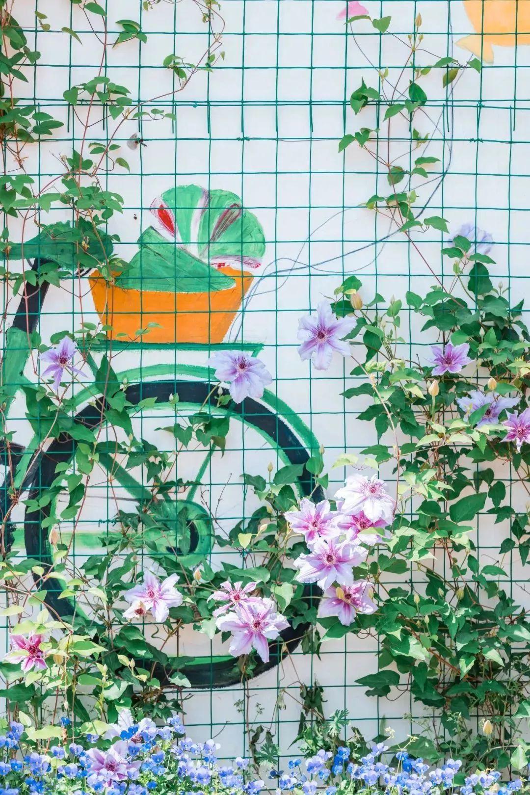 槽糕,是心动的感觉!这个神秘花谷正在悄然绽放!走,去拍照~