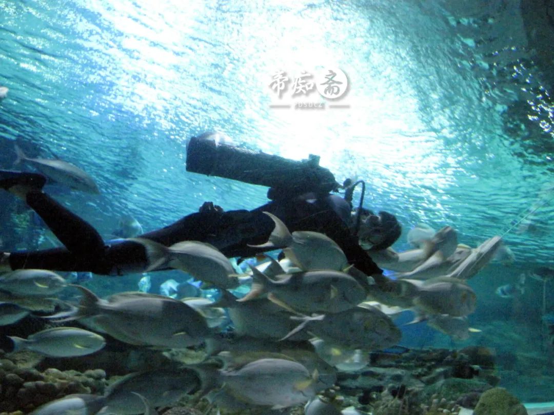 海底世界大战视频大全,富国海底世界海狮表演