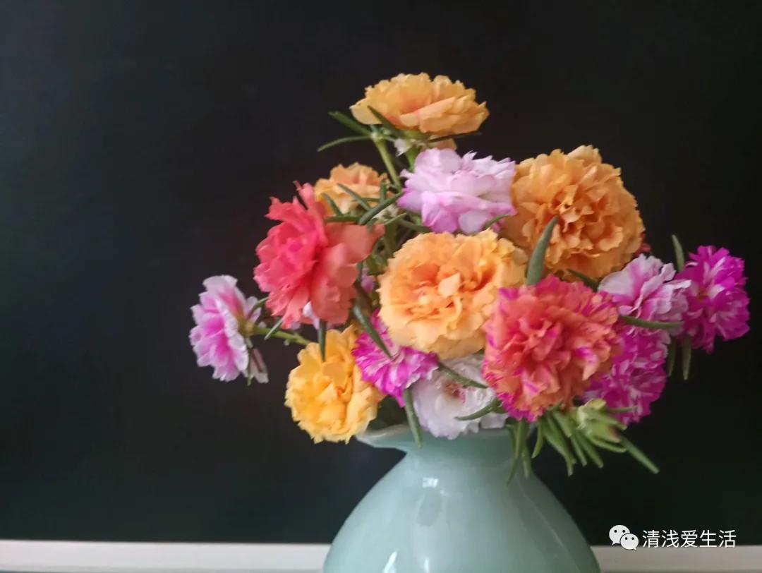 老桩库拉索芦荟怎么养,库拉索芦荟露天养殖方法