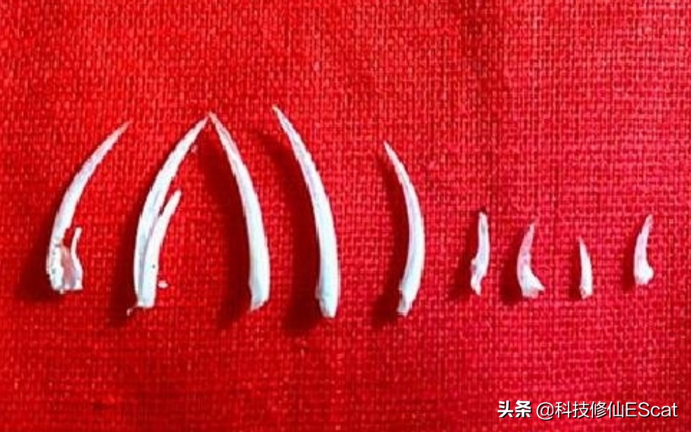 两条毒蛇互相咬会怎么样,两条毒蛇相互咬一口都会死吗