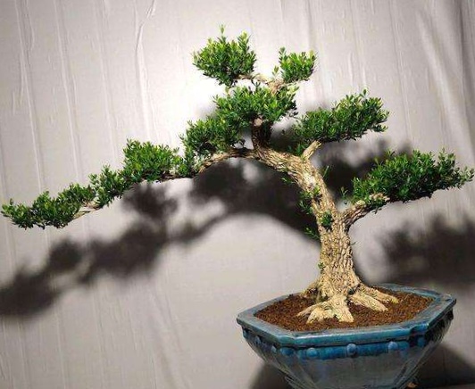 黄杨怎么盆栽才好看,雀舌黄杨盆景的栽培技术