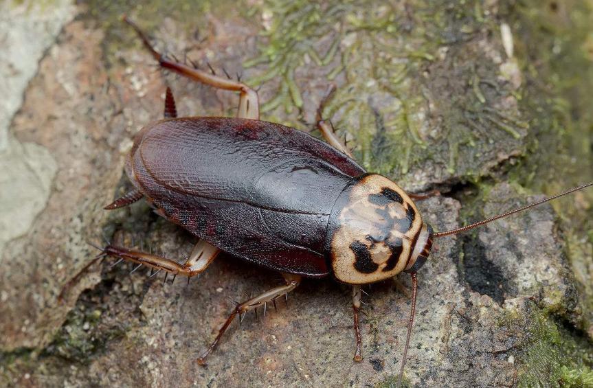 蟑螂偷吃过的食物什么样,蟑螂偷油婆是什么意思