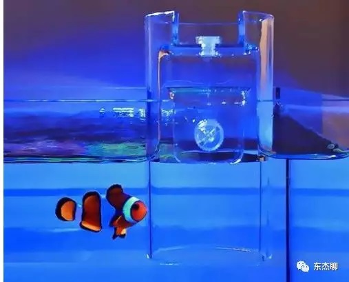 超低营养盐的海缸可以长期玩吗,海缸营养盐高不长藻