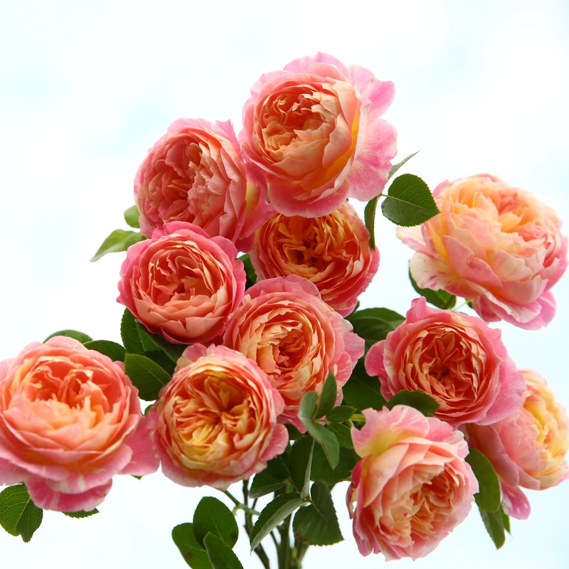 20种必买月季品种图片,网购月季有哪些品种好活