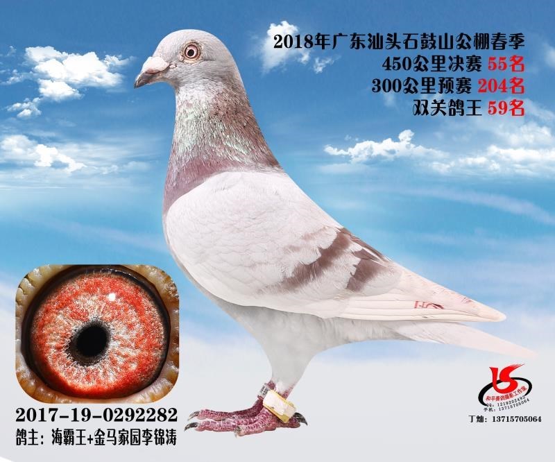 海霸王詹森纪录,冠霖公棚2017年获奖鸽欣赏