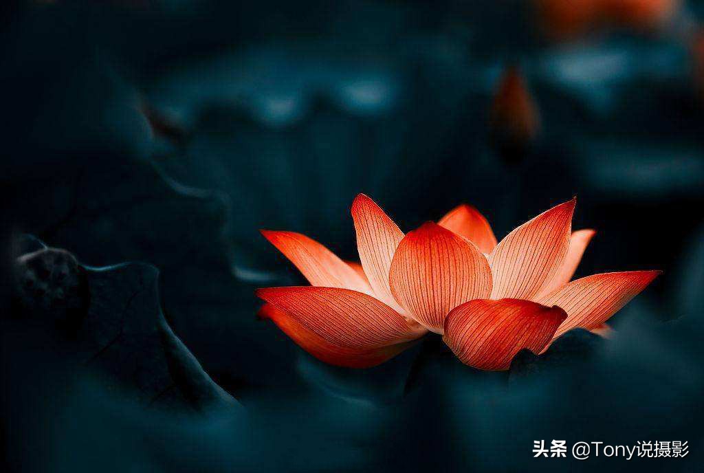 摄影基础知识300例,摄影基础知识100图