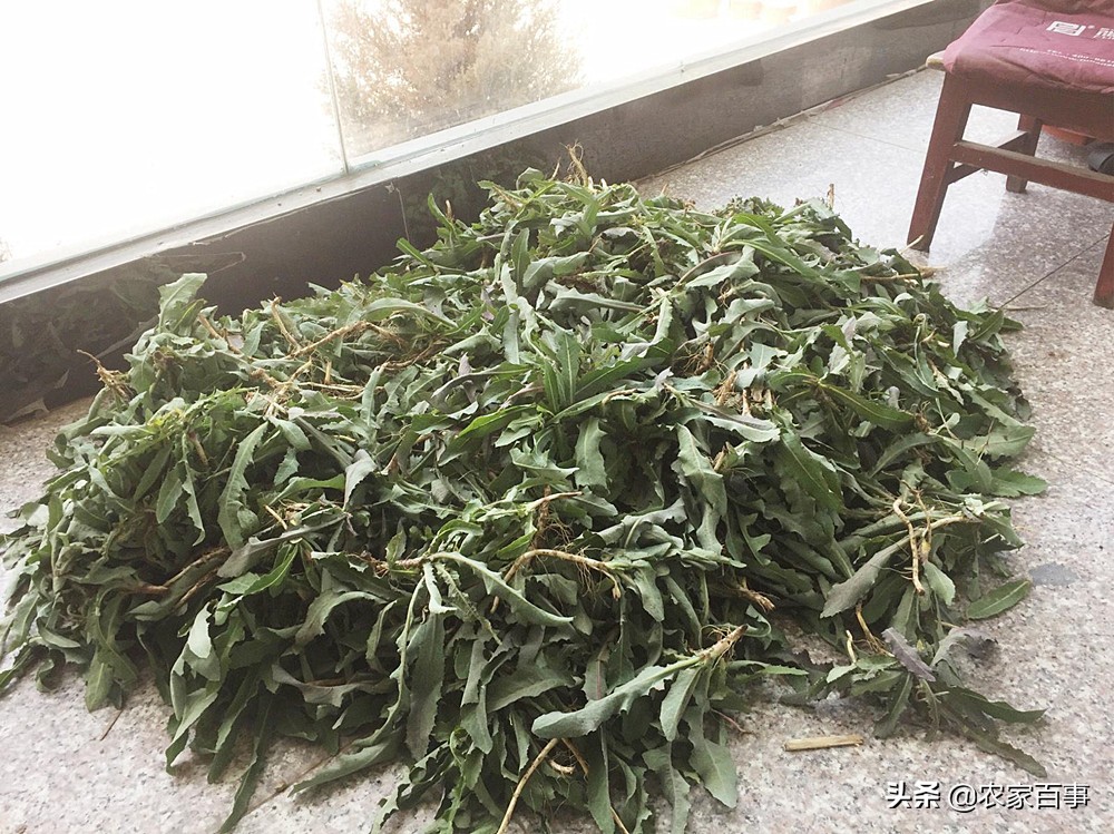 农村田野的野菜,农村菜地里一种野菜酸酸甜甜的