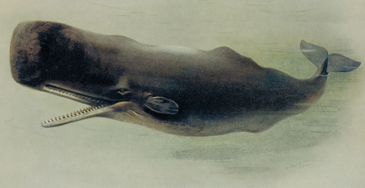 美国大型捕鲸的真实事件,抹香鲸有多濒危