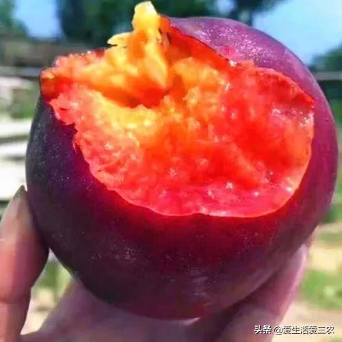 优质农产品黑桃,中华黑桃王的优缺点