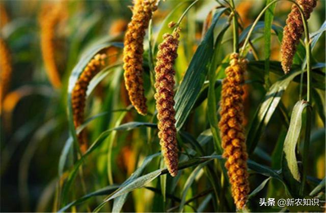 谷子种植技术要点，种植高手告诉你诀窍！建议收藏！