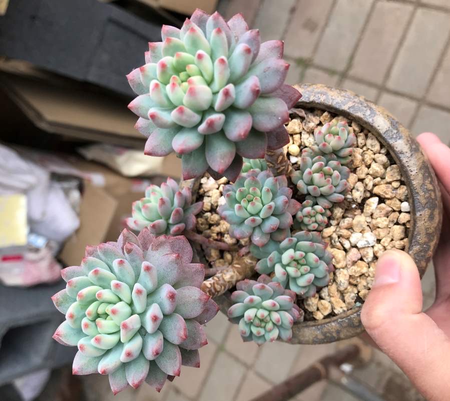 花盆里有白色小虫子还不怕水,花盆里有小虫子