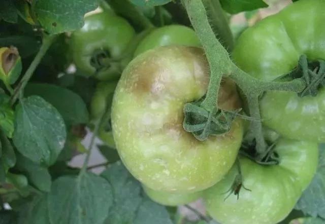 怎样防治真菌病害,真菌病害如何根治