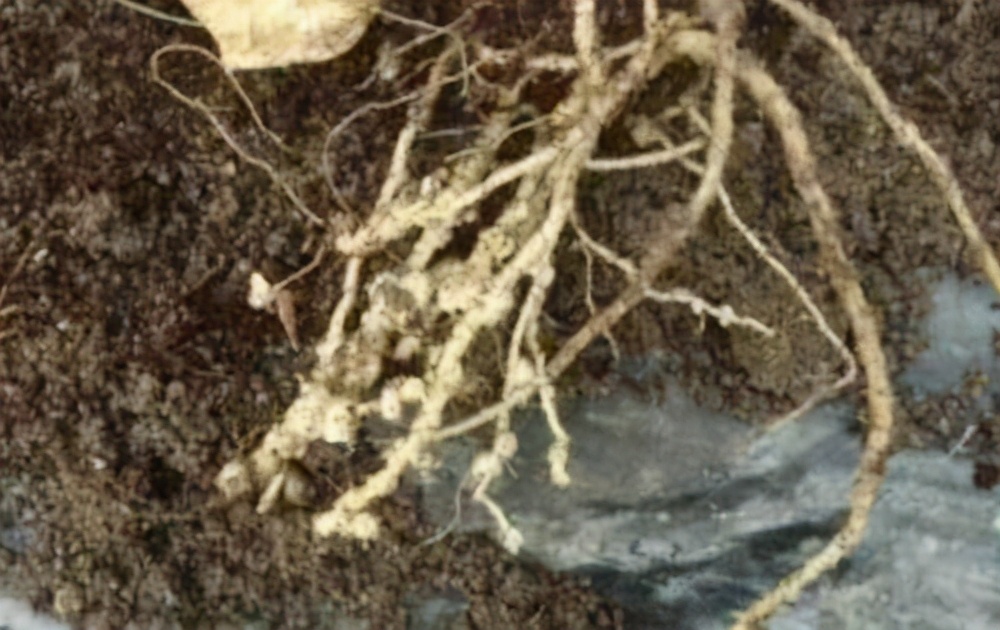 盘点养花中10大虫害,养花一定要认识的7种病虫害