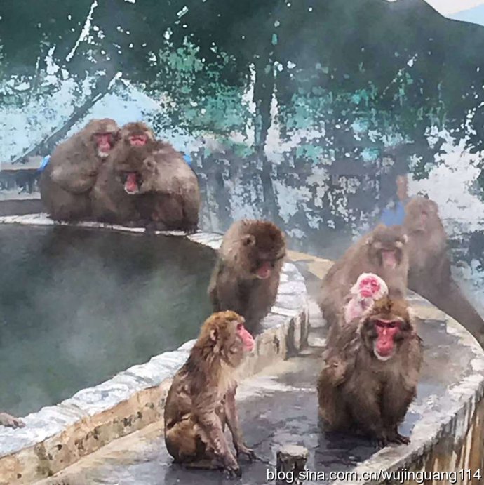 日本猴子冬天泡温泉原因,日本雪里泡温泉的猴子