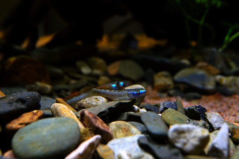南美水族论坛推荐,南美水草造景论坛