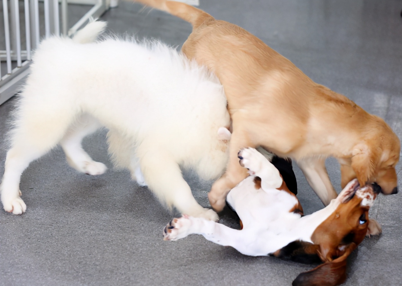 打过疫苗的狗狗抓伤后需要打针吗,被狗爪子抓伤要打疫苗吗