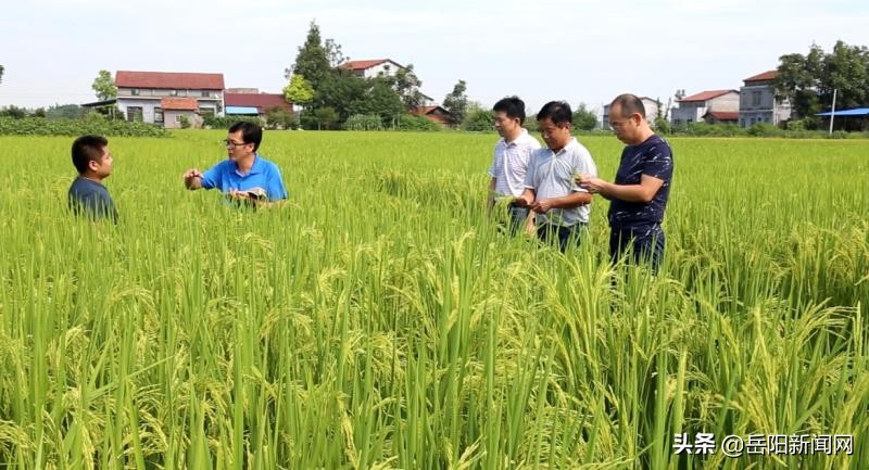 “华容稻”广告语评选揭晓，你的作品入选了没
