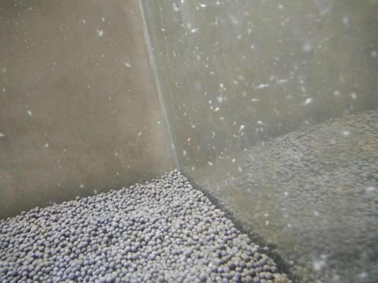 如何养好迷你鹦鹉鱼苗,怎么可以养好迷你鹦鹉鱼鱼苗