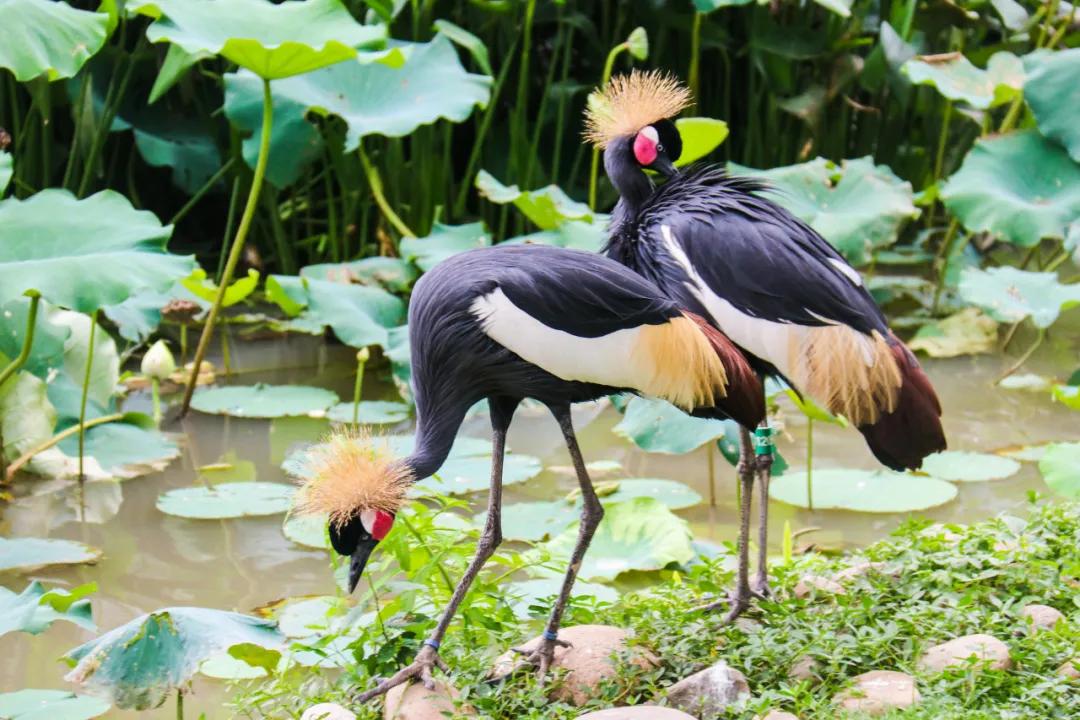 黑冠鹤剪纸作品,黑冠鹤玩具