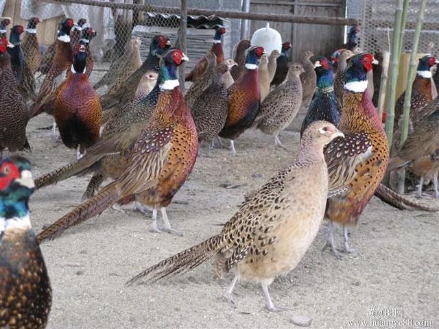 山鸡的饲养技术,跑山鸡的饲养与管理技术