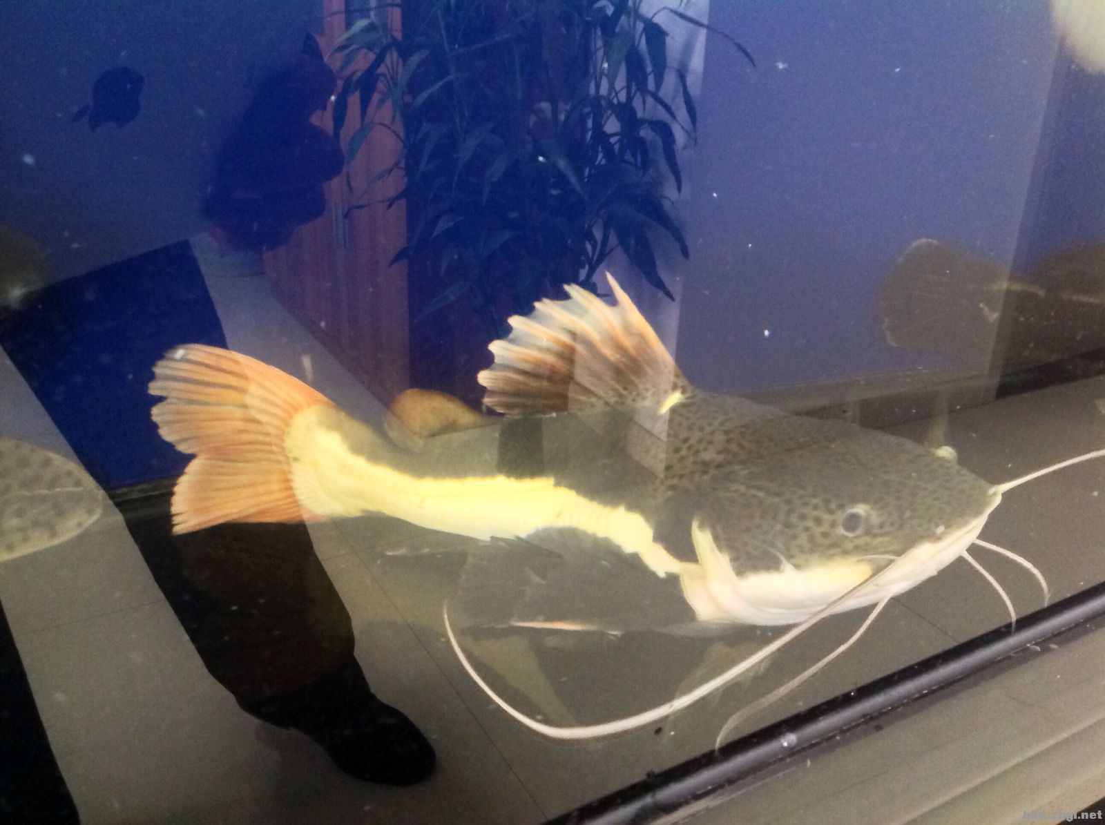 放生鲶鱼违法嘛,长沙市梅溪湖放生