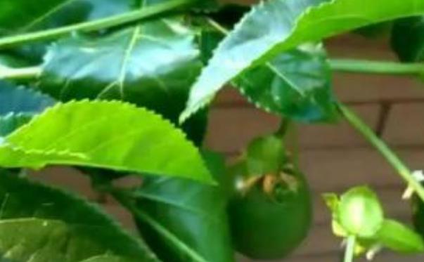 扦插的百香果怎么修剪摘心,盆栽百香果摘果后怎样修剪