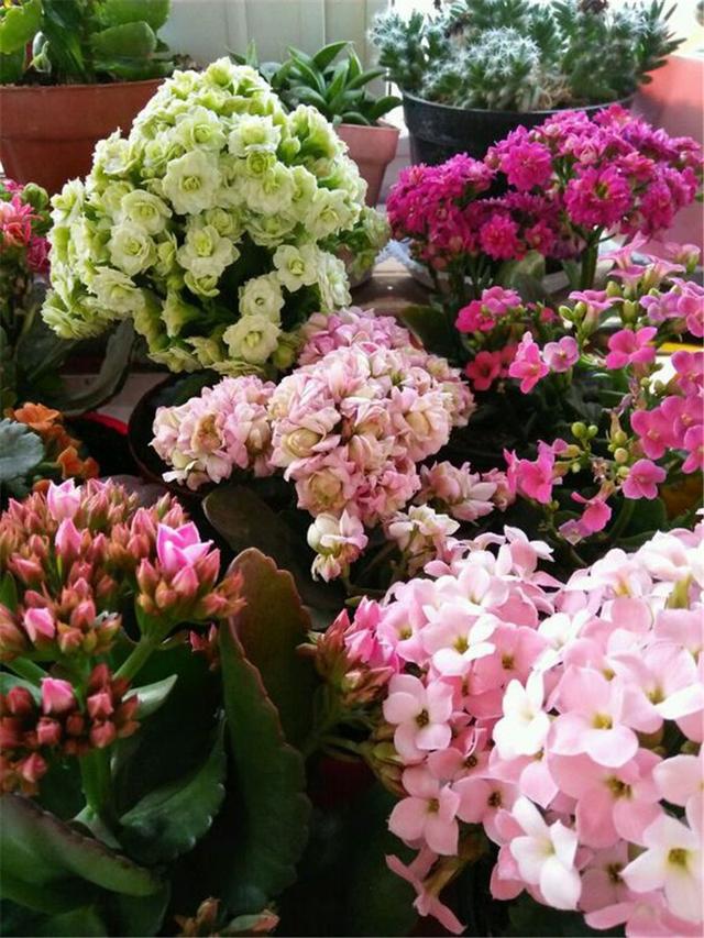 养花人养的花都有哪些,什么花养人又健康又好养