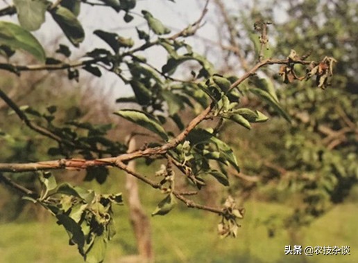 苹果干腐病怎样治疗,苹果干腐病怎么治疗