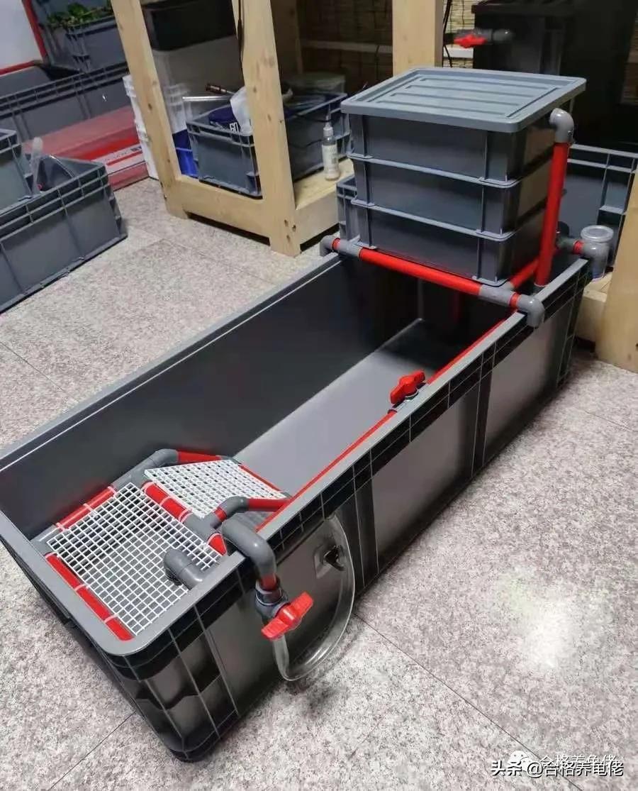 养龟细节与技术,养龟龙眼叶红色与绿色的哪个好