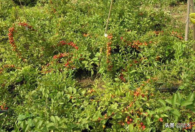 高钙果一斤20元,又大又好吃的高钙果