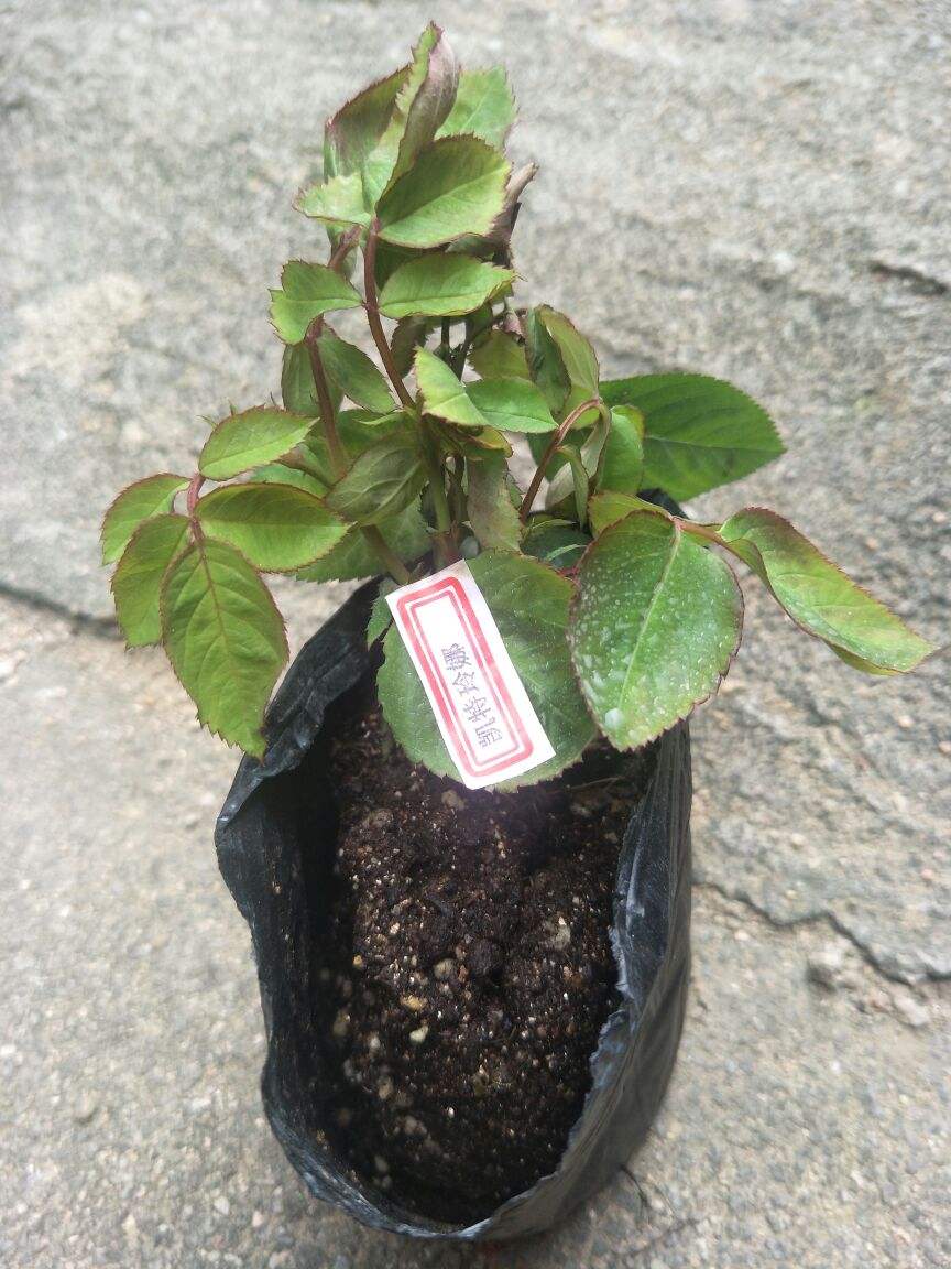 怎么在网上购买好花草,为什么从市场上买花草不易成活