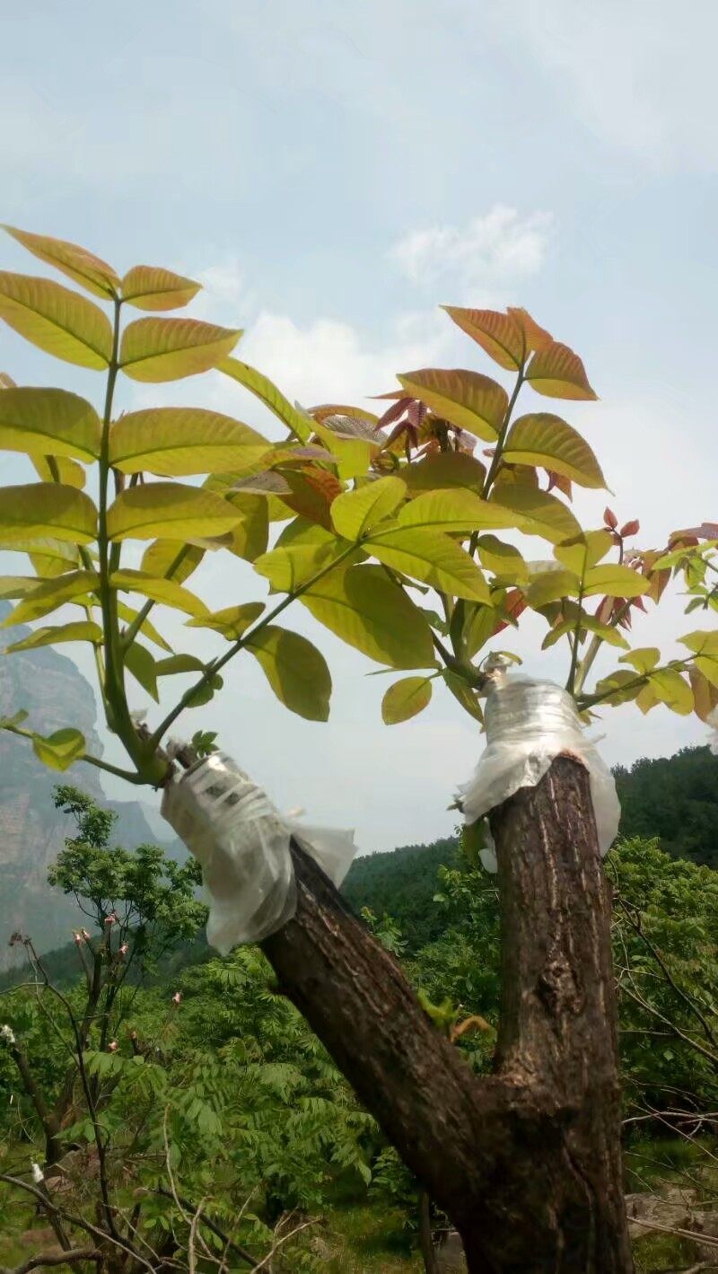 题波云山庄——南岔村