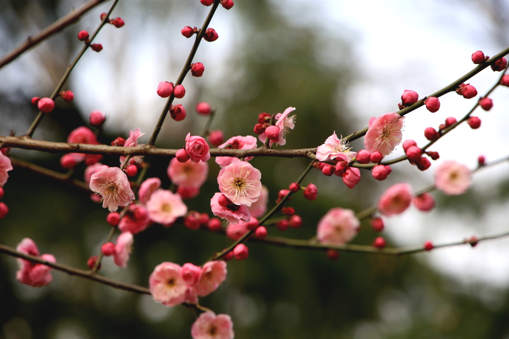 早春二月竖笛曲谱,早春二月笛子演奏