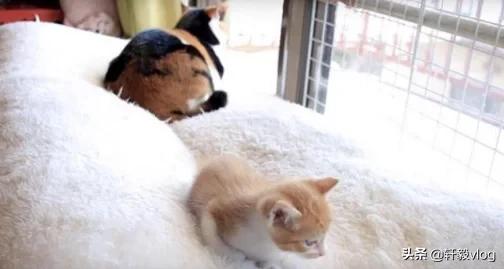 小橘猫追上去被打,小橘猫被吓到