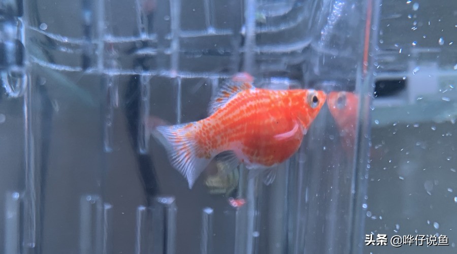 鱼缸里有鱼如何快速培养硝化细菌,如何快速培养鱼缸硝化细菌