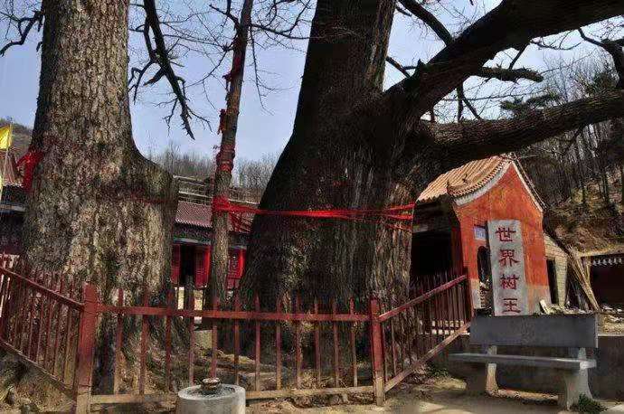 鲁山文殊寺,云雾缭绕人间仙境的寺庙大佛