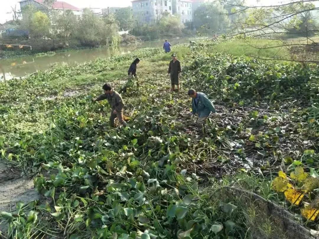 水葫芦泛滥成灾如今为何消失了,水葫芦为什么能在我国泛滥