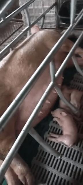 猪中暑的处理方法（附中暑视频）