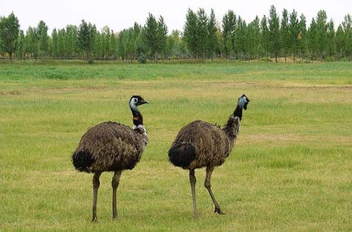 加盟项目受骗了怎么办,加盟创业如何防止被骗