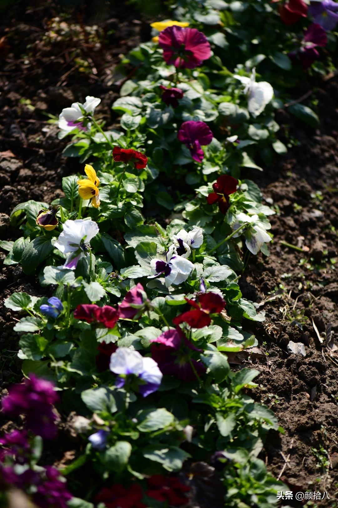 零下9度来袭，花园里的绿色是那么动人|园丁