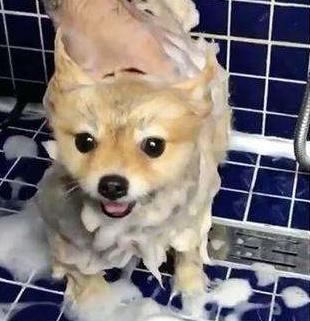 博美犬吃什么不掉毛无泪痕,博美犬掉毛吗有体毛味吗