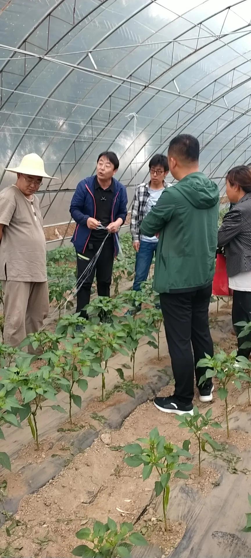 真好！一年挣一百多万元。阳原这个地方的人钱袋子鼓起来了