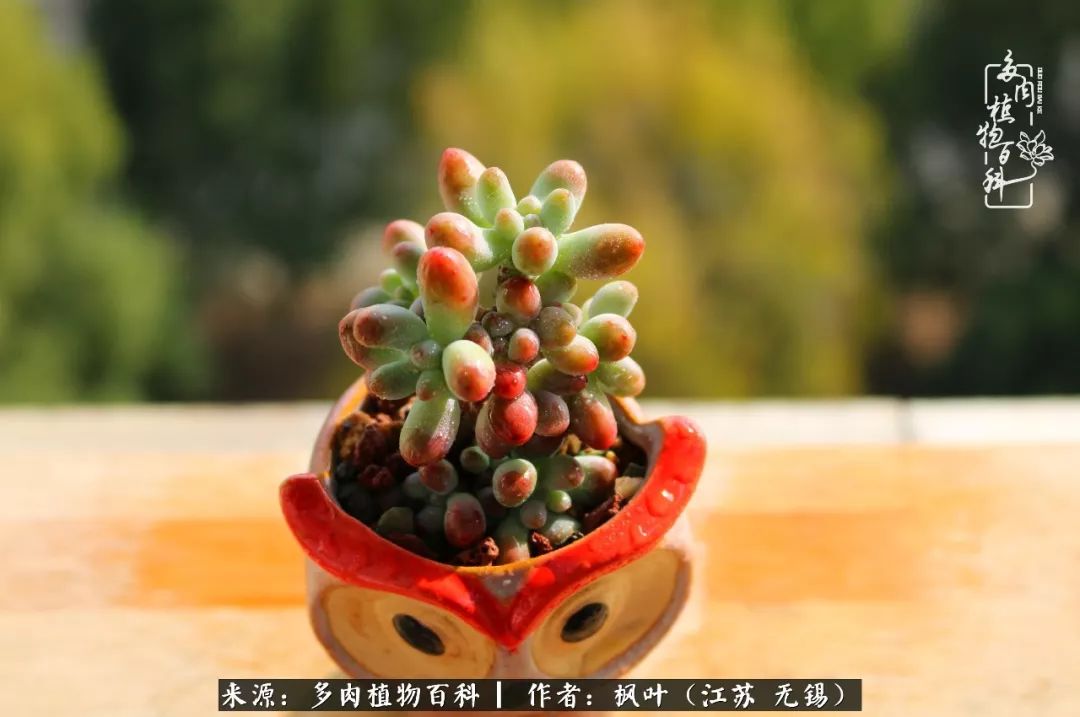 多肉与生命感悟,多肉时光